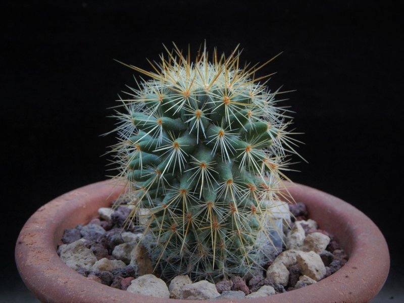 Mammillaria rekoi ssp. aureispina WTH 1012