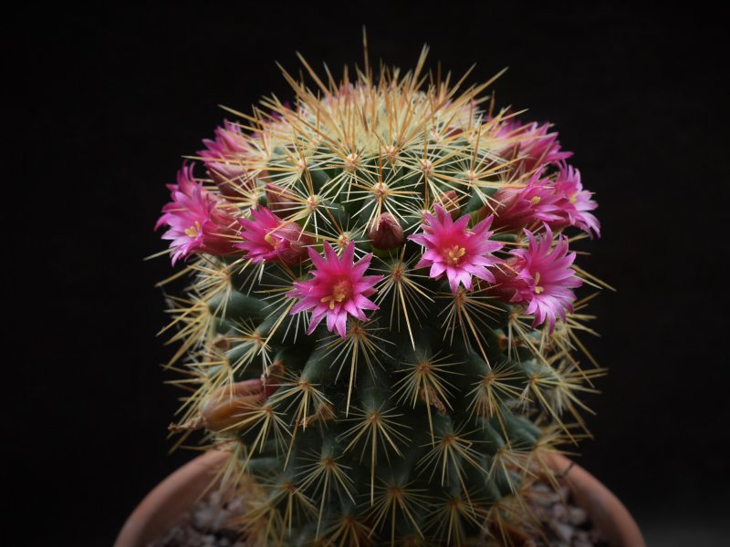 Mammillaria rekoi ssp. aureispina WTH 1012