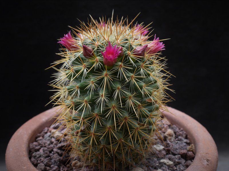 Mammillaria rekoi ssp. aureispina WTH 1012