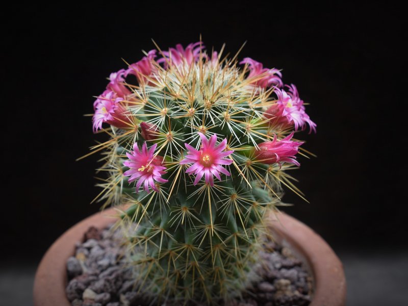 Mammillaria rekoi ssp. aureispina WTH 1012