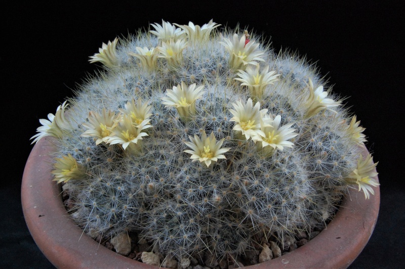 Mammillaria prolifera ssp. texana WTH 140