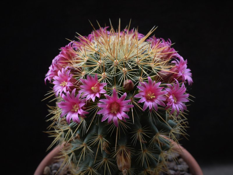 Mammillaria rekoi ssp. aureispina WTH 1012