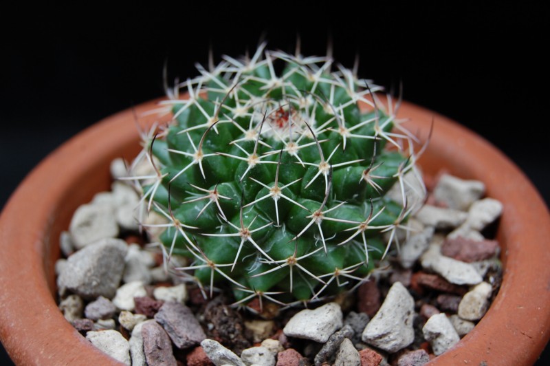 Mammillaria yoloxis ML 359