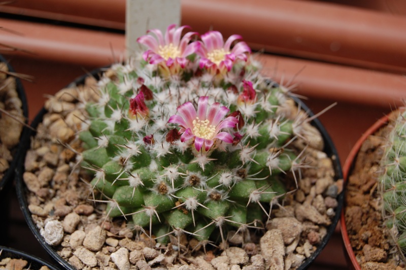 Mammillaria yoloxis ML 359