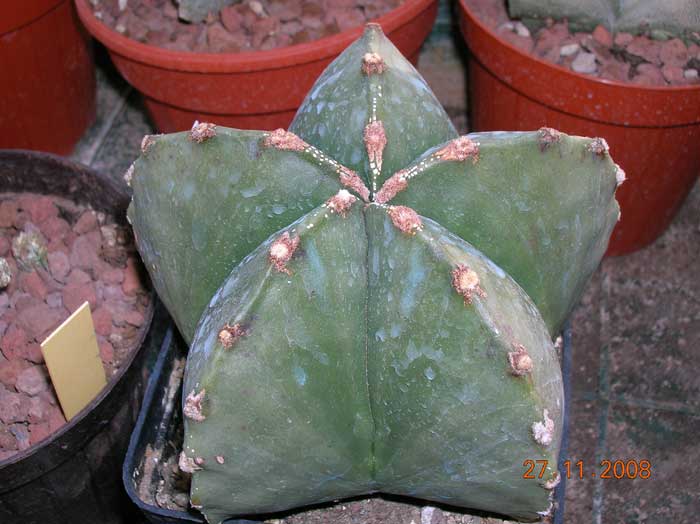 Astrophytum Myriostigma v. nudum 