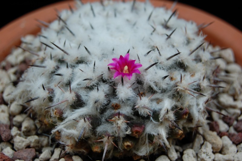 Mammillaria priessnitzii Z 100