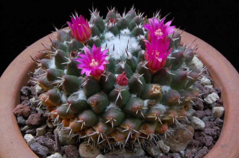 Mammillaria priessnitzii Z 100