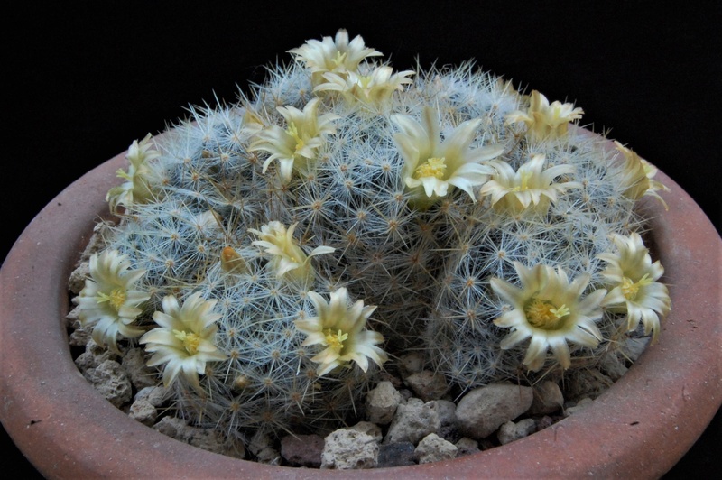 Mammillaria prolifera ssp. texana Z 29