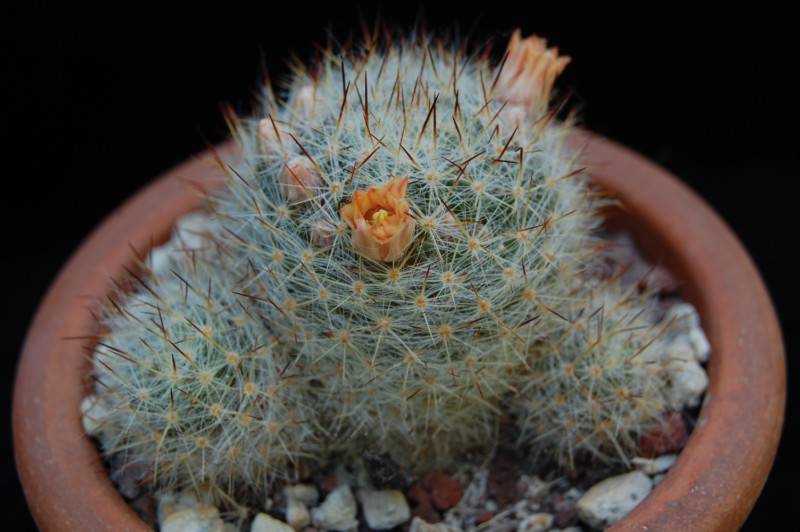 Mammillaria prolifera ssp. texana Z 33