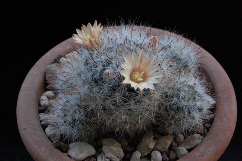 Mammillaria prolifera ssp. texana Z 33