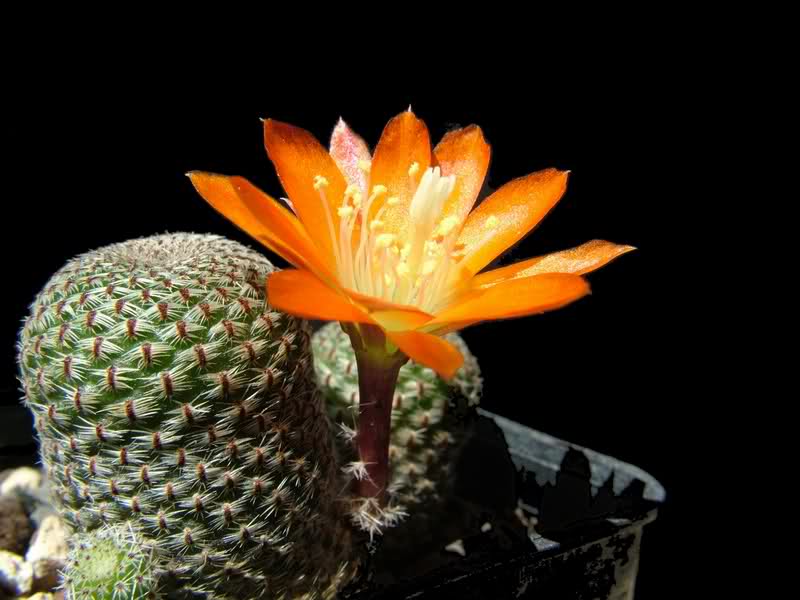 Rebutia heliosa R314