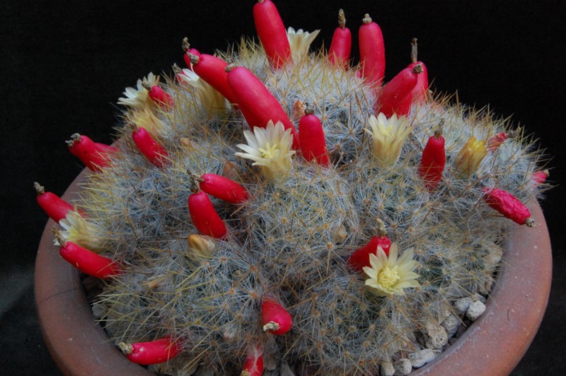 Mammillaria prolifera ssp. texana Z 29