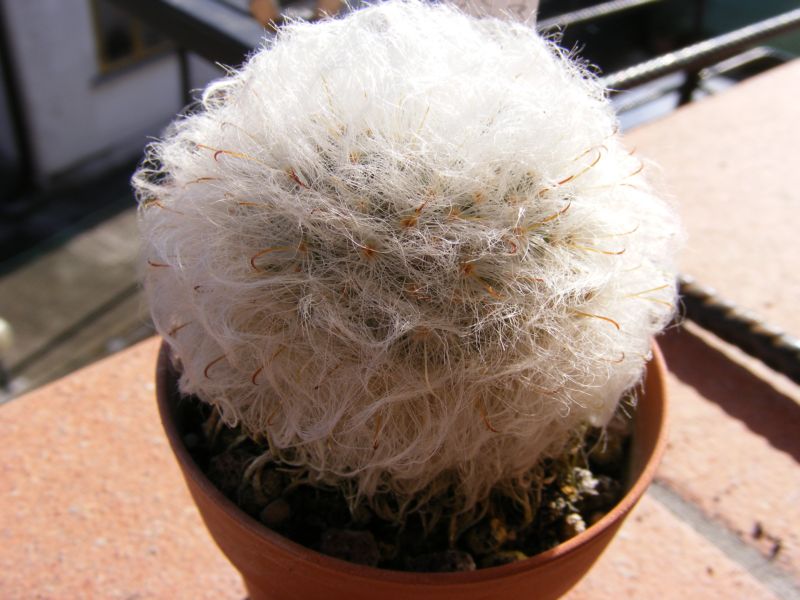 Mammillaria bocasana v. multilanata 