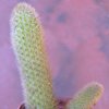 Visita l'elenco delle specie del genere bergerocactus