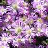 Visita l'elenco delle specie del genere drosanthemum