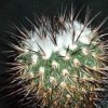 Visita l'elenco delle specie del genere echinofossulocactus