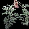 Visita l'elenco delle specie del genere pelargonium