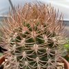 Visita l'elenco delle specie del genere pyrrhocactus