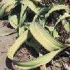 Visita l'elenco delle specie del genere welwitschia