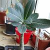 Vai alla scheda di Adenium arabicum