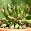 Vai alla scheda di Adromischus cristatus v. clavifolius