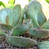 Vai alla scheda di Adromischus schuldtianus