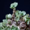 Vai alla scheda di Adromischus schuldtianus ssp. juttae