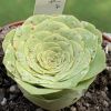 Vai alla scheda di Aeonium aureum