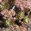 Vai alla scheda di Aeonium lancerottense