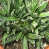 Vai alla scheda di Agave victoriae-reginae f. minor