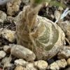 Vai alla scheda di Albuca namaquensis