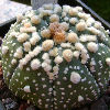 Vai alla scheda di Astrophytum asterias cv. hanazono kabuto
