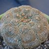 Vai alla scheda di Astrophytum asterias cv. kikko gold