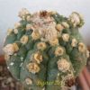 Vai alla scheda di Astrophytum asterias cv. kikko turtle shell form