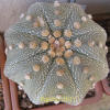 Vai alla scheda di Astrophytum asterias cv. star shape
