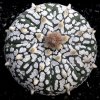 Vai alla scheda di Astrophytum asterias cv. super kabuto