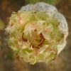 Vai alla scheda di Astrophytum asterias cv. super kabuto kikko turtle shell