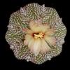 Vai alla scheda di Astrophytum asterias cv. super kabuto star shape