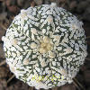 Vai alla scheda di Astrophytum asterias cv. super kabuto v-type
