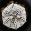 Vai alla scheda di Astrophytum asterias cv. super kabuto x coahuilense
