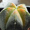 Vai alla scheda di Astrophytum coahuilense f. variegatum