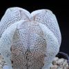 Vai alla scheda di Astrophytum myriostigma cv. onzuka snow
