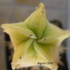 Vai alla scheda di Astrophytum myriostigma f. spiralis