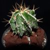 Vai alla scheda di Astrophytum ornatum cv. hannya fukuryu