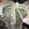 Vai alla scheda di Astrophytum ornatum cv. huboki