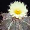 Vai alla scheda di Astrophytum ornatum v. mirbelii