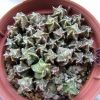 Vai alla scheda di Astrophytum capricorne cv. crassispinoides