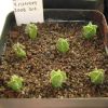 Vai alla scheda di Astrophytum capricorne v. minum