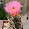 Vai alla scheda di Austrocactus aonikenkensis