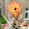 Vai alla scheda di Austrocactus diamantinus